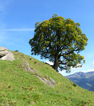 ip攻击器网页版
